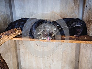 Asian palm civet kept in cage on the coffee plantation in Vietnam