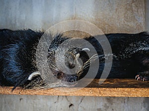 Asian palm civet kept in cage on the coffee plantation in Vietnam