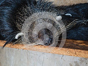 Asian palm civet kept in cage on the coffee plantation in Vietnam