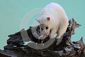An Asian palm civet leucistic looking for prey on a rotting log.
