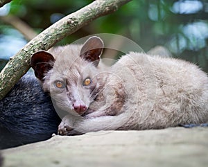 Asian Palm Civet - luwak photo