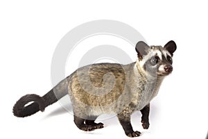 The Asian palm civet or luwak Paradoxurus hermaphroditus.