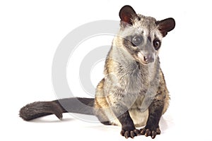 The Asian palm civet or luwak Paradoxurus hermaphroditus.