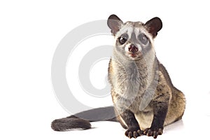 The Asian palm civet or luwak Paradoxurus hermaphroditus photo