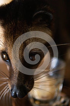 Asian Palm Civet Portrait