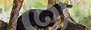 Asian Palm Civet produces Kopi luwak, Bali BANNER, long format