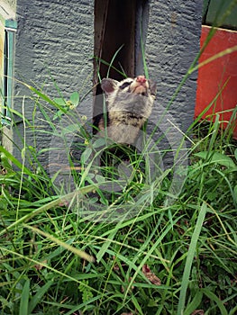 Asian palm civet producing civet coffee