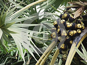 Asian Palmyra Palm Borassus fruit on Arecales palm tree photo