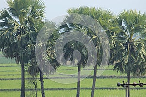 Asian palmyra palm, commonly known as doub palm, palmyra palm, tala or tal palm leaves and tree close display. photo