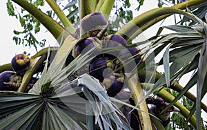 Asian palmyra palm fruit on the palm tree