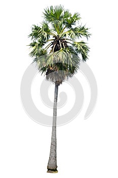 Asian palmyra palm isolated on white background.