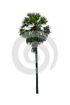 Asian Palmyra palm isolated on white background, Sugar palm, tropical trees isolated used for design with clipping path