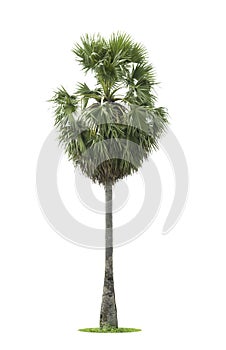 Asian Palmyra palm, Toddy palm
