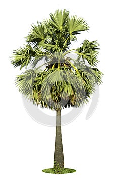 Asian Palmyra palm, Toddy palm