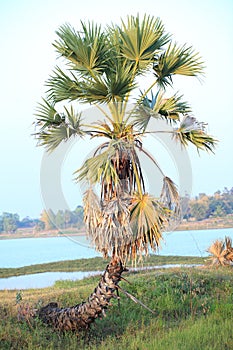 Asian Palmyra palm, Toddy palm, Sugar palm.
