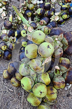 Asian Palmyra palm, Toddy palm, Sugar palm