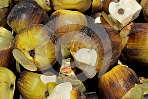 Asian Palmyra palm, Toddy palm, Sugar palm