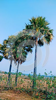 Asian Palmyra palm tree. Borassus