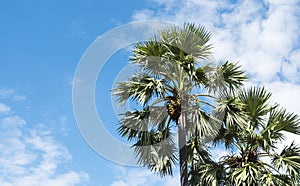 Asian palmyra palms