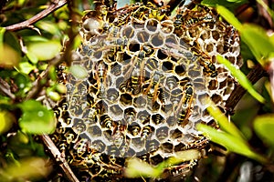 Asian Paper Wasp Nest photo