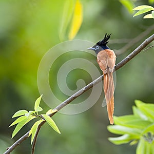 Asian paradise flycatcher bird in Sri Lanka