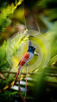 Asian Paradise Flycatcher & x28;female& x29;