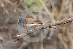 Asian paradise flycatcher female, Terpsiphone paradisi, Sinhgadh Valley