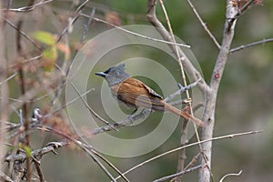 Asian paradise flycatcher female, Terpsiphone paradisi, Sinhgadh Vally, Pune