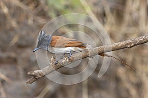 Asian paradise flycatcher female, Terpsiphone paradisi, Sinhgadh Vally, Pune