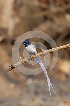 Asian paradise flycatcher, male, Terpsiphone paradisi, Sinhgadh Vally, Pune