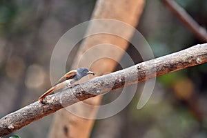 Asian Paradise Flycatcher in natural forest