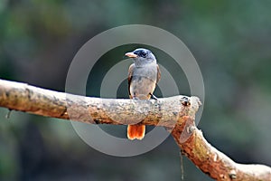 Asian Paradise Flycatcher in natural forest