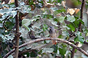 Asian Paradise Flycatcher in natural forest