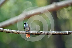 Asian Paradise Flycatcher in natural forest