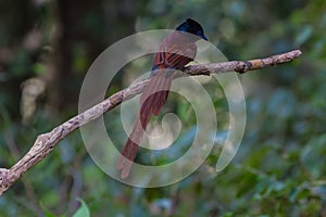 Asian paradise flycatcher perching on a branch