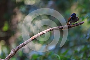 Asian paradise flycatcher perching on a branch