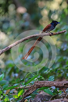 Asian paradise flycatcher perching on a branch