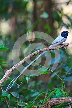 Asian paradise flycatcher perching on a branch