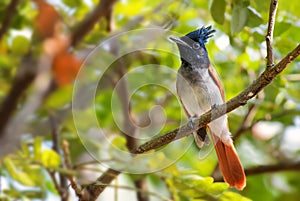 Asian Paradise-flycatcher - Terpsiphone paradisi