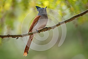 Asian Paradise-flycatcher - Terpsiphone paradisi, beautiful black headed passerine bird from South Asian woodlands and gardens