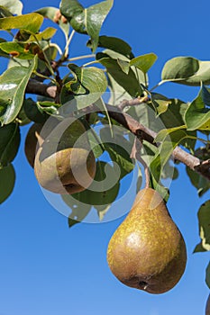 Asian pear