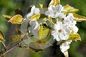 Asian pear flower