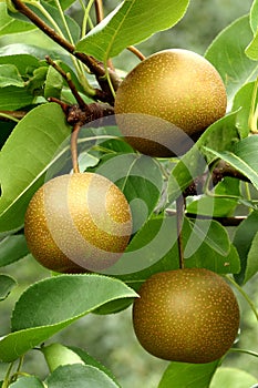 Asian pear fruits (Pyrus pyrifolia) photo