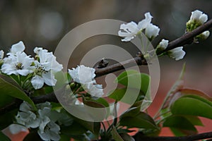 Asian Pear Tree