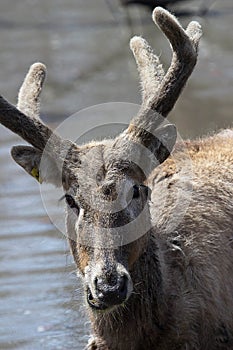 Asian Pere David's Deer photo