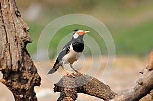 Asiático manchado sagrado (pájaro) 