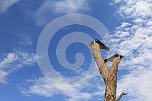 Asian Pied myna starling birds (Gracupica contra) perching on dr photo