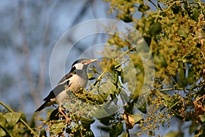 Asian pied starling