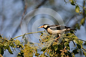 Asian pied starling photo