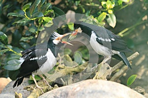 Asian pied starling